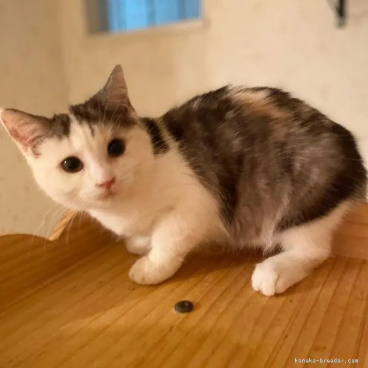 ID:2208-02785の子猫