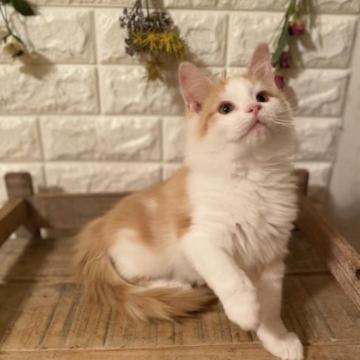 ノルウェージャンフォレストキャット【宮崎県・男の子・2022年9月17日・クリームタビーアンドホワイト】の写真「小柄で人懐こい」