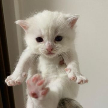マンチカン(長足)【宮崎県・女の子・2021年3月30日・シルバータビーポイント】の写真「ぷくぷく健康優良児」