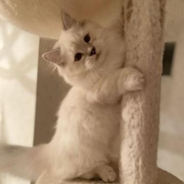 マンチカン(短足)【宮崎県・男の子・2022年8月26日・シルバーシールポイント】の写真「ぽってり可愛い」
