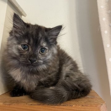 マンチカン(短足)【宮崎県・女の子・2024年1月25日・ブラックタビー】の写真「珍しい黒猫ちゃん」