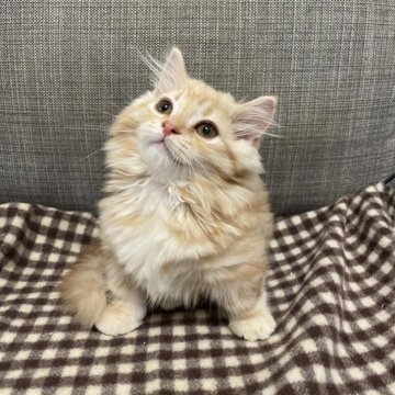 マンチカン(短足)【宮崎県・男の子・2024年1月25日・レッドタビー（長毛）】の写真「イケニャン」