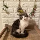 ノルウェージャンフォレストキャット【宮崎県・男の子・2022年9月17日・ブラックアンドホワイト】の写真1「１月１０日撮影」