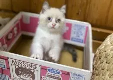 マンチカン(長足)【宮崎県・男の子・2020年7月3日・シールポイント】の写真4「9月6日撮影」