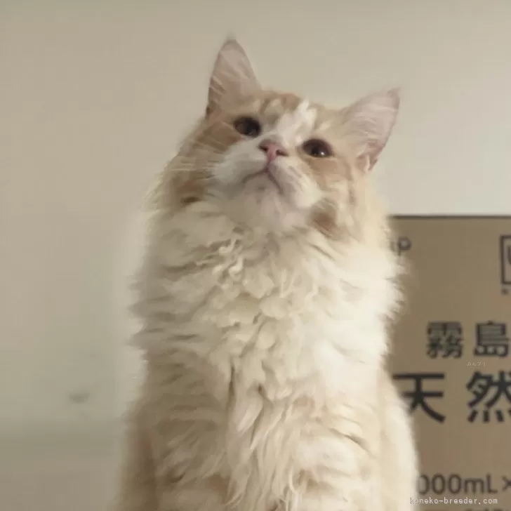 ID：2503-02738の子猫