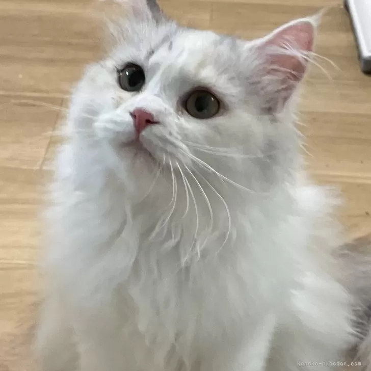 Y.T 様のお迎えした子猫