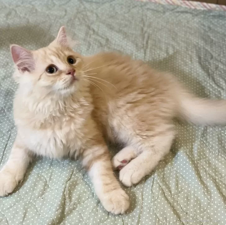 ID：2505-03570の子猫