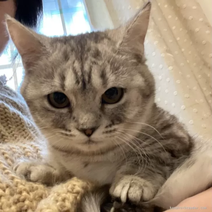 ID:2411-02859の子猫