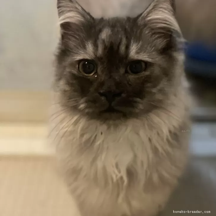 マンチカン(長足)【宮崎県・男の子・2025年5月8日・トゥーティシェル】の写真1