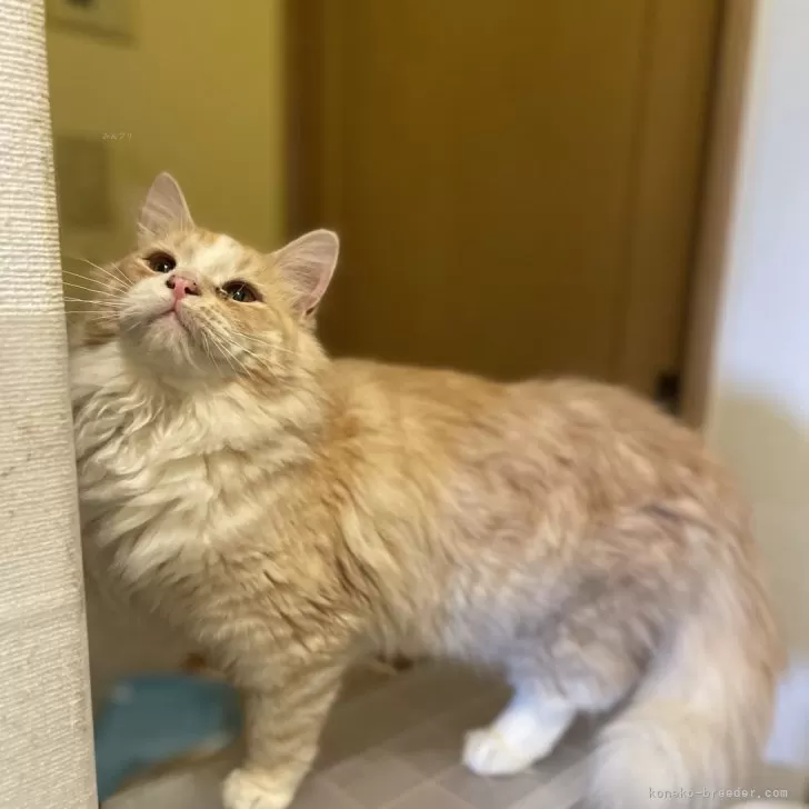ID:2503-00791の子猫