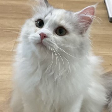 マンチカン(長足)【宮崎県・女の子・2025年5月8日・キャリコ】の写真「美人ちゃん♡」