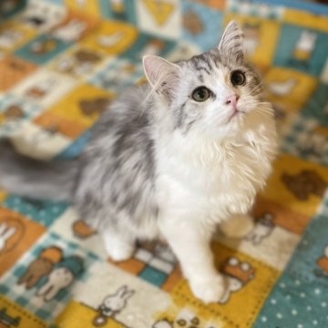 マンチカン(長足)【宮崎県・女の子・2025年6月18日・シルバータビー&ホワイト】の写真「めんこい子」