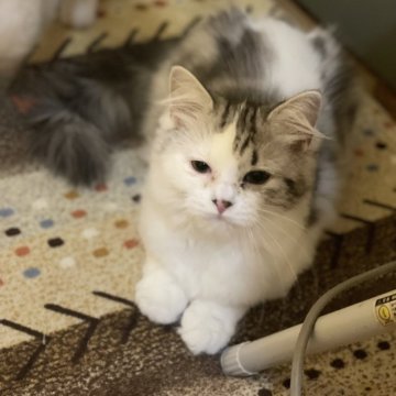 マンチカン(長足)【宮崎県・女の子・2025年7月2日・シルバータビーアンドホワイト】の写真「懐こい子」