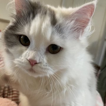 マンチカン(長足)【宮崎県・女の子・2025年5月8日・ブラックアンドホワイト】の写真「ゴロゴロすりすりしてきます♡」