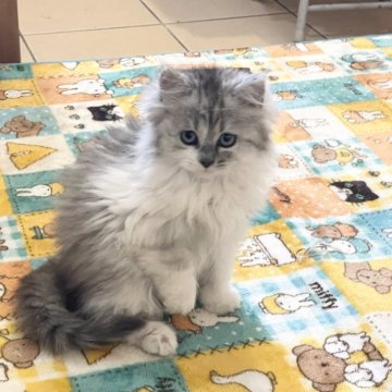 マンチカン(長足)【宮崎県・女の子・2024年12月24日・シルバー】の写真「ふわふわカフェラテのような女の子」