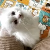 マンチカン(長足)