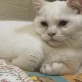 マンチカン(短足)