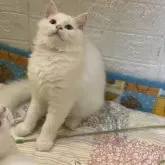 マンチカン(長足)