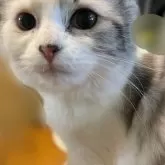 マンチカン(長足)