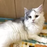 マンチカン(長足)