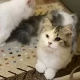 マンチカン(長足)【宮崎県・女の子・2025年7月2日・シルバータビーアンドホワイト】の写真1