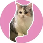 マンチカン(短足)