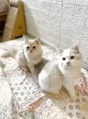 マンチカン(長足)【宮崎県・男の子・2025年2月9日・レッドタビー】の写真11