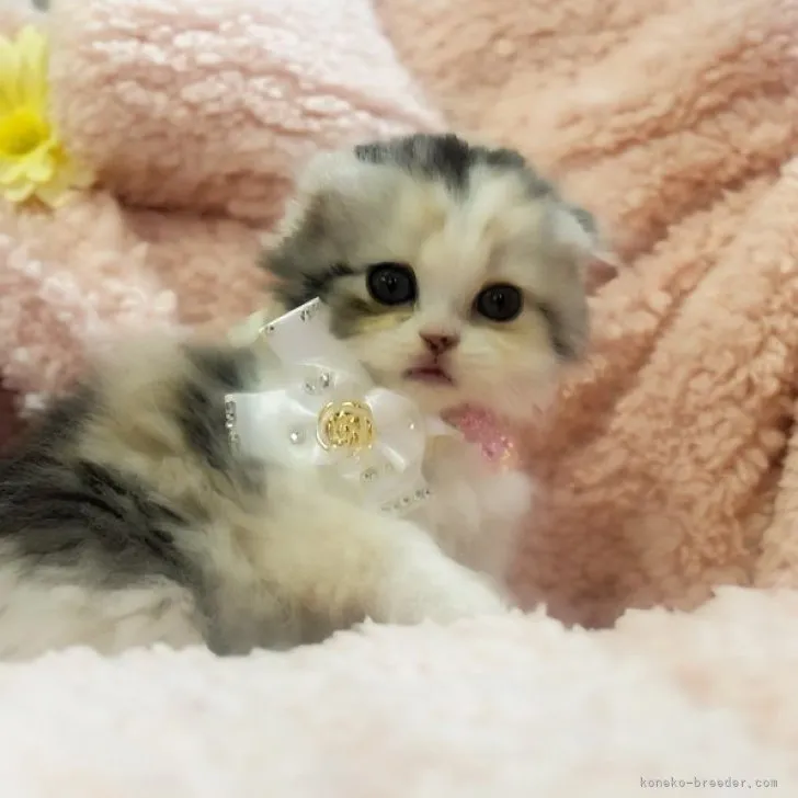 ID：2304-03337の子猫