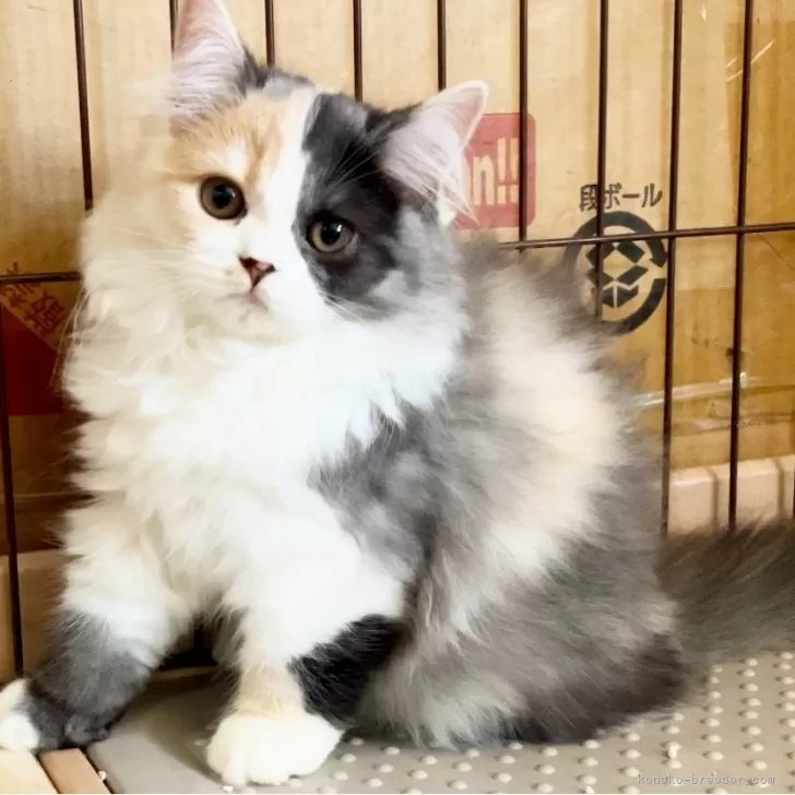 ID:2407-02795の子猫