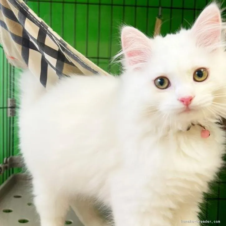 ID：2301-01017の子猫