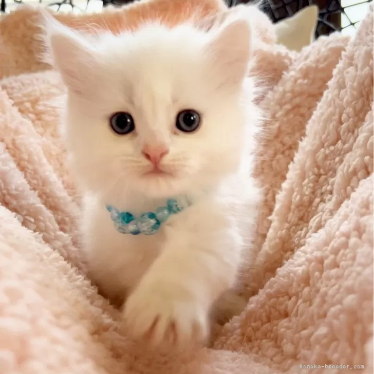 ID：2404-01685の子猫