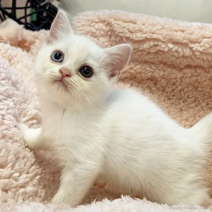 ID:2309-01260の子猫