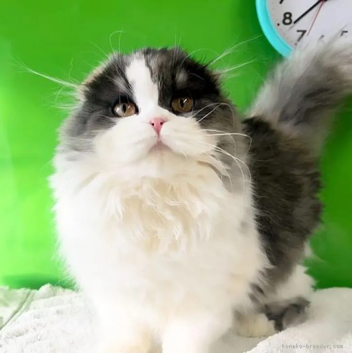 ID：2301-01033の子猫