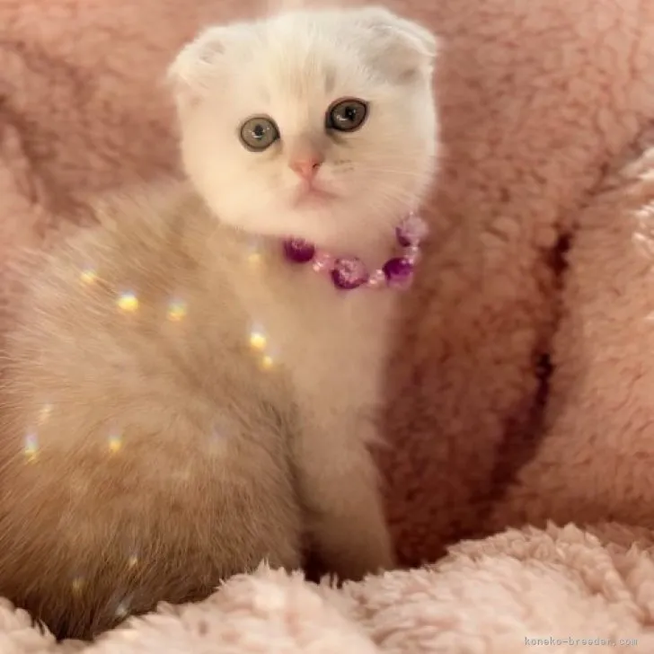 ID:2305-02105の子猫