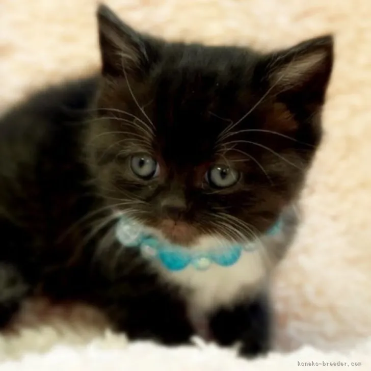 ID：2304-03222の子猫