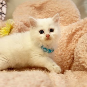マンチカン(長足)【千葉県・男の子・2023年5月28日・ホワイトのオッドアイくん（長足長毛（セミロング））】の写真「❣️オッドアイのイケメンくん❣️２４日まで」