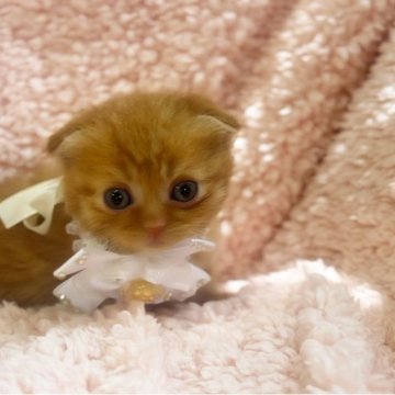 マンチカン(短足)【千葉県・男の子・2023年4月16日・レッドタビー（短毛）】の写真「小さな甘えん坊ちゃん❣️」