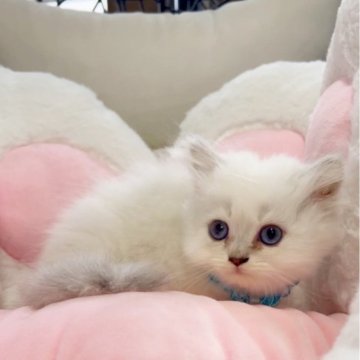 ブリティッシュロングヘア【千葉県・男の子・2024年5月18日・シルバーポイント③（長毛ふわふわ）】の写真「綺麗な碧い目でボディはレアカラーめちゃ懐っこい」