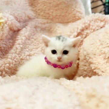 マンチカン(短足)【千葉県・女の子・2023年5月28日・ホワイト（短足短毛）】の写真「❣️マイペースな女の子❣️２４日まで」