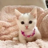 マンチカン(短足)【千葉県・女の子・2023年6月16日・ホワイト】の写真1