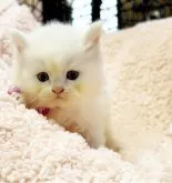 ミヌエット(長足)【千葉県・女の子・2023年10月10日・ホワイト④ブルーアイ】の写真2