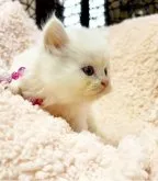 ミヌエット(長足)【千葉県・女の子・2023年10月10日・ホワイト④ブルーアイ】の写真4