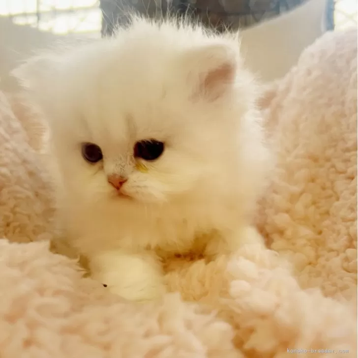 ブリティッシュロングヘア【千葉県・女の子・2025年2月20日・シルバーポイント②ブルーアイ】の写真1