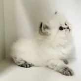 ブリティッシュロングヘア