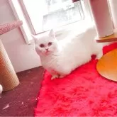 ミヌエット(短足)【千葉県・女の子・2025年8月21日・ホワイト オッドアイ 短足 短毛】の写真2