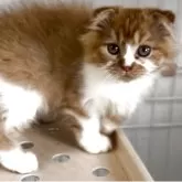 スコティッシュフォールド(折れ耳)【千葉県・男の子・2025年6月28日・レッドタビーホワイト】の写真6