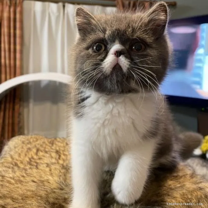 ID：2301-00095の子猫