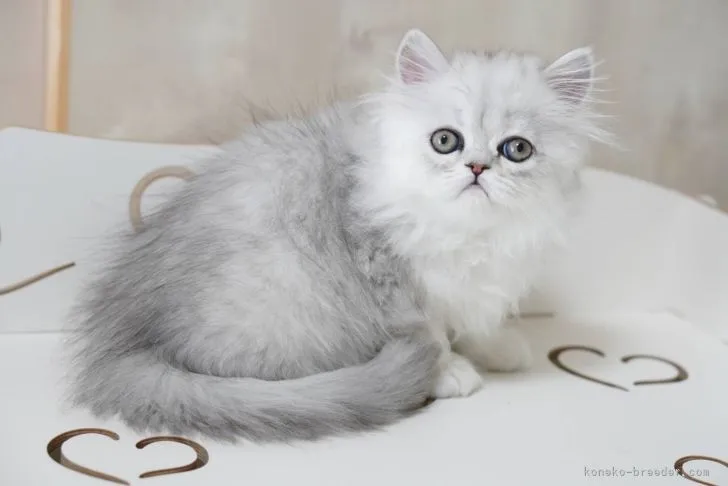 ID:2203-02310の子猫