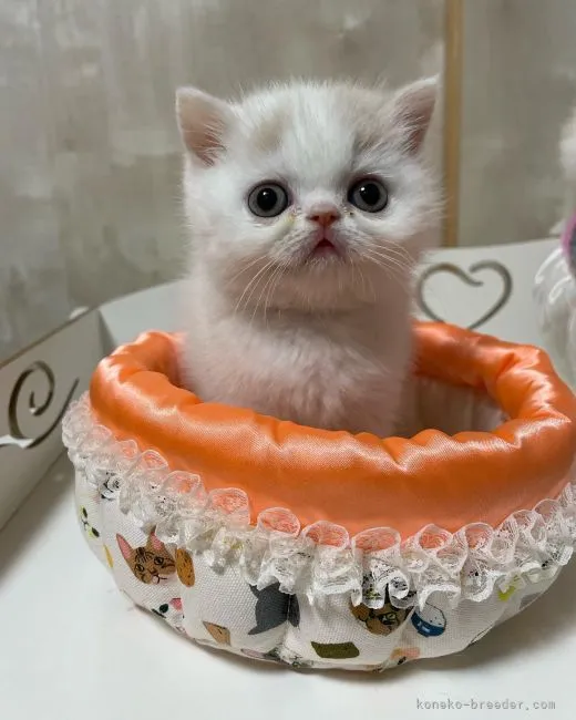 ID:2204-03033の子猫