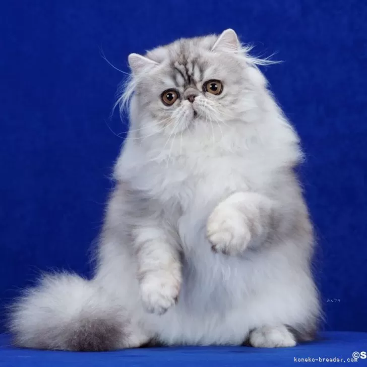 いの 様のお迎えした子猫